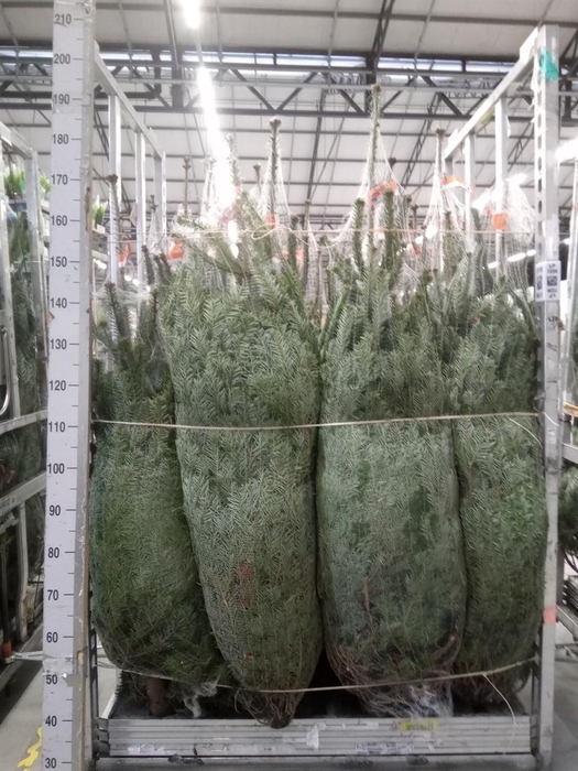 <h4>Abies nordman.</h4>