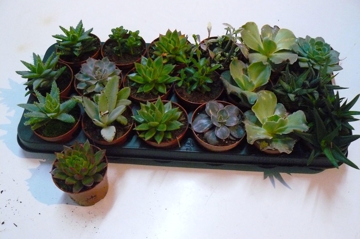 <h4>SUCC GEM 6 SRT</h4>