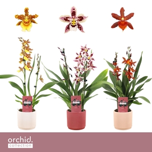 Cambria, Mix 2-spike in Horizon Ribble 'Orchid Collection'