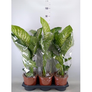 Dieffenbachia seg. 'Tropic Snow'