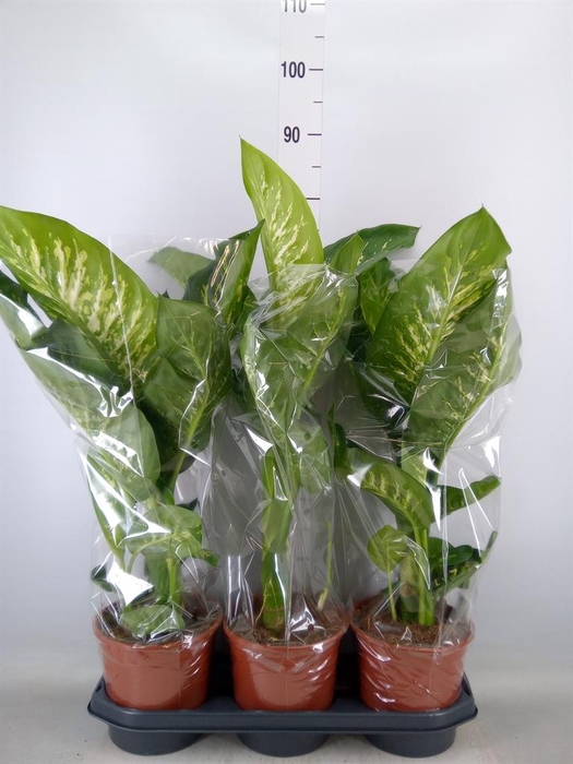 <h4>Dieffenbachia seg. 'Tropic Snow'</h4>