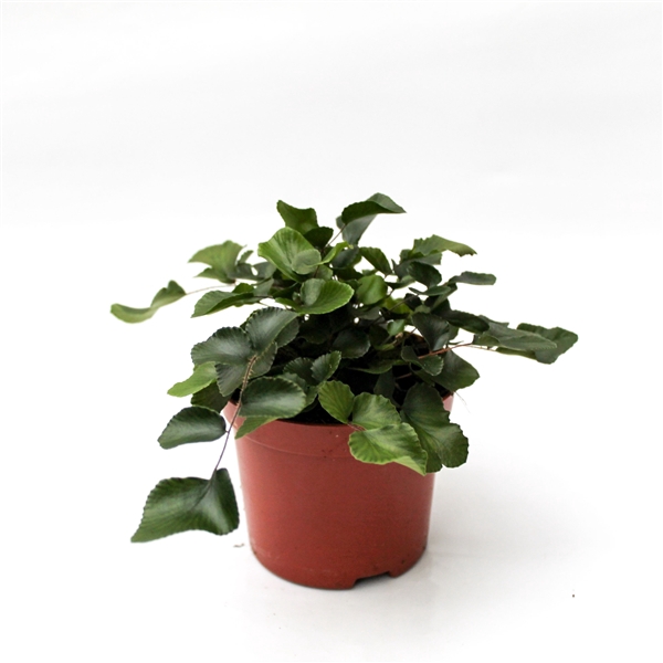 Pellaea Rotundifolia (Dubbeltjesvaren)