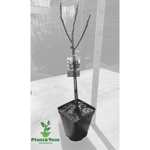 FICUS CAR BROWN TURK