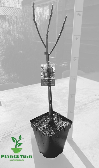 <h4>FICUS CAR BROWN TURK</h4>