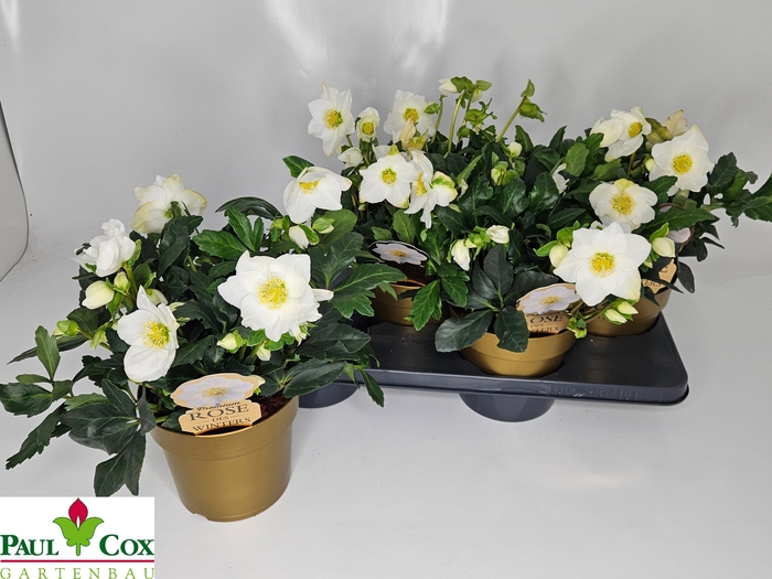 <h4>HELL NI HGC JASPER</h4>