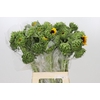 Helianthus Orange Fire