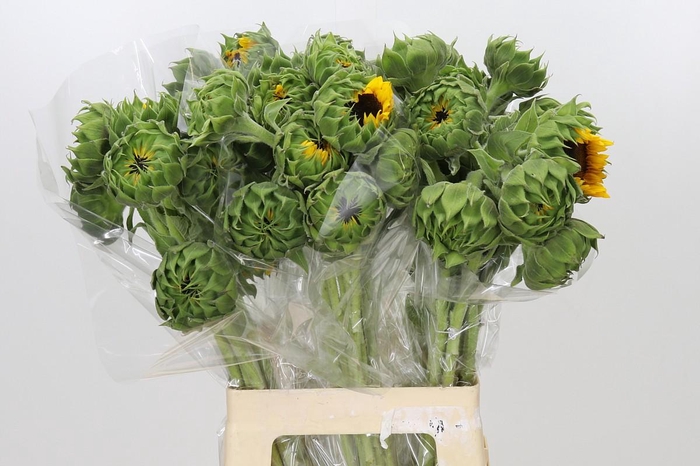 Helianthus Orange Fire