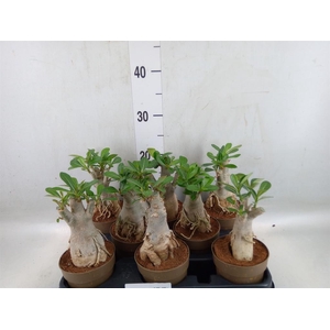 Adenium obesum