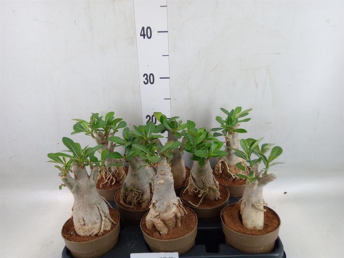<h4>Adenium obesum</h4>