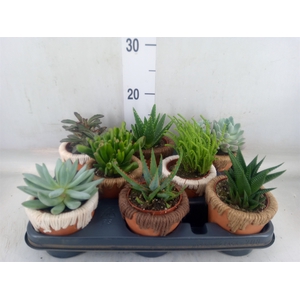 Succulents   ...