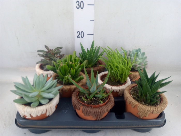 <h4>Succulents   ...</h4>