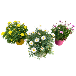 Argyranthemum frutescens mélangé dans pot