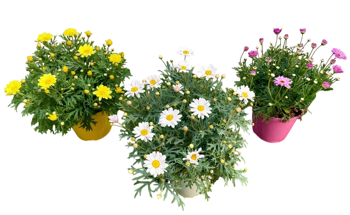 <h4>Argyranthemum frutescens mélangé dans pot</h4>