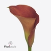 Zantedeschia sunset passion