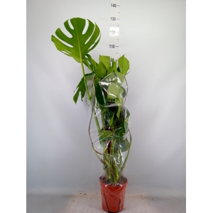Monstera delic.