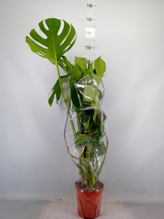 <h4>Monstera delic.</h4>