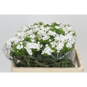 Dianthus Br White Duke