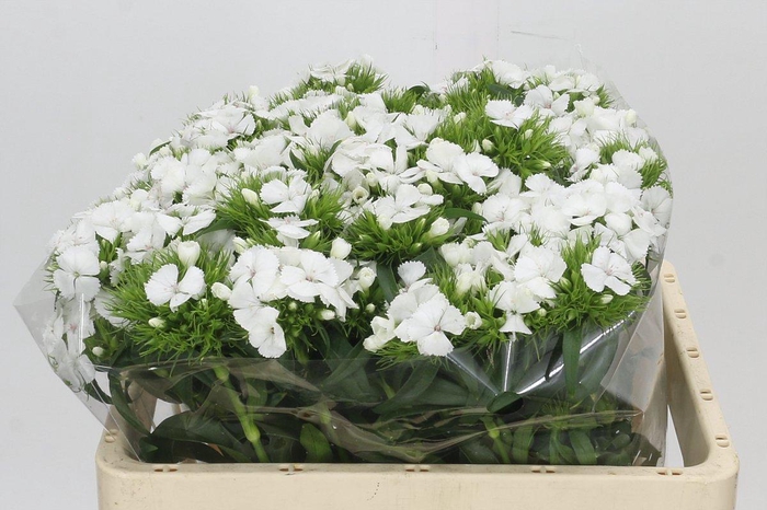 <h4>Dianthus Br White Duke</h4>
