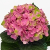 Hydrangea mag amethyst