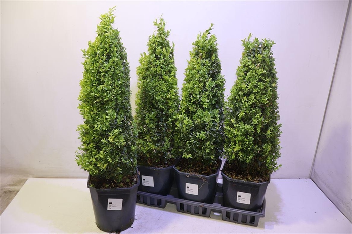 <h4>arr8 Buxu Sempervirens</h4>
