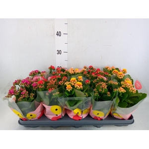 Kalanchoe blos.   ..rosebud rs fl x