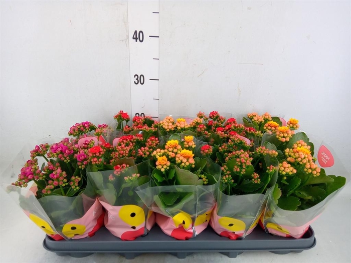 <h4>Kalanchoe blos. ..rosebud rs fl x</h4>