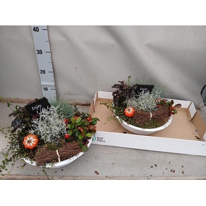 ARR TUINPLANTEN