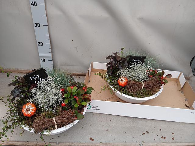 <h4>ARR TUINPLANTEN</h4>