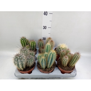 Cactus   ...mix