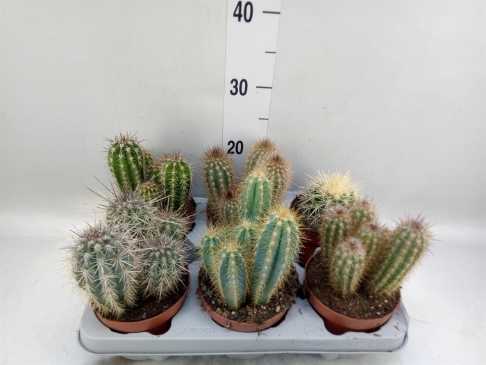 <h4>Cactus   ...mix</h4>