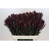 Leucadendron Saf Sunset Dark R.