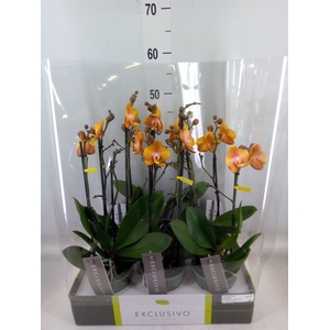 Phalaenopsis multi. 'Ant Las Vegas'