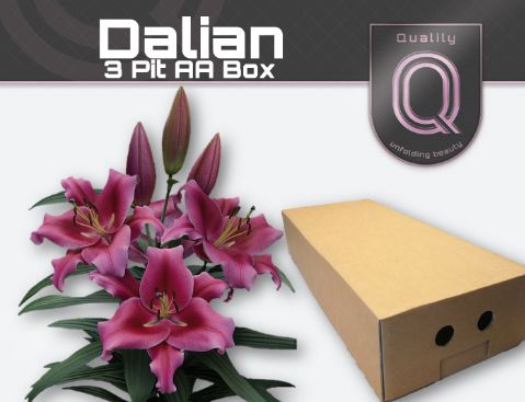 <h4>Lelies LI OT DALIAN 1pit</h4>