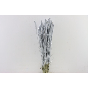 Dried Triticum Silver Bunch