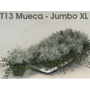 LEUCOPH BROWNII/MUEHLEN XL P13