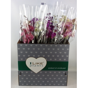 Phalaenopsis   ...mix