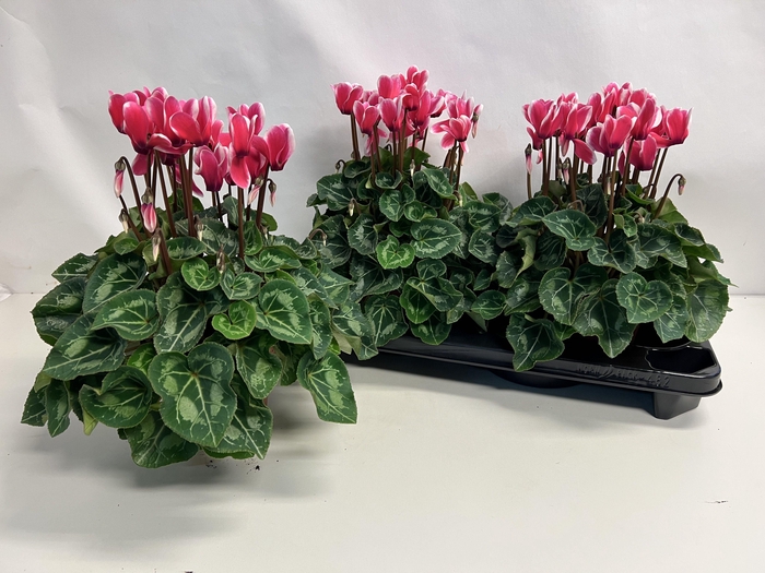 <h4>CYCL GR SUP XL</h4>