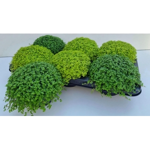 SOLEI SOL  GEM 2 SRT