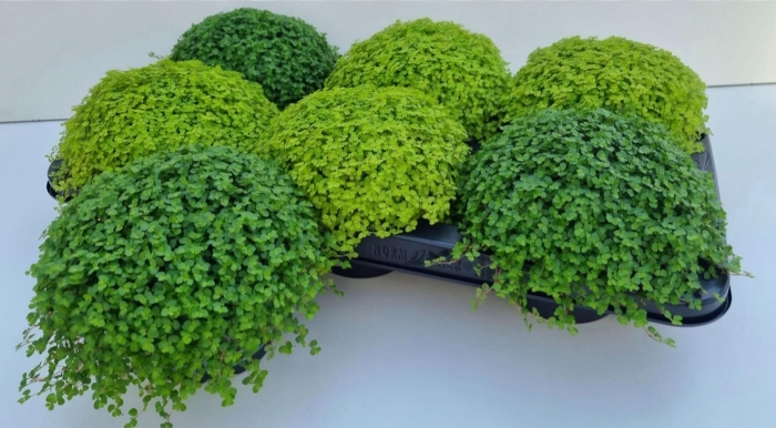 <h4>SOLEI SOL  GEM 2 SRT</h4>