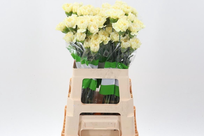<h4>Di St Polimia 60cm</h4>