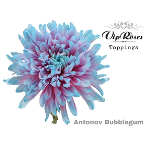 CHR G ANTONOV BUBBLEGUM
