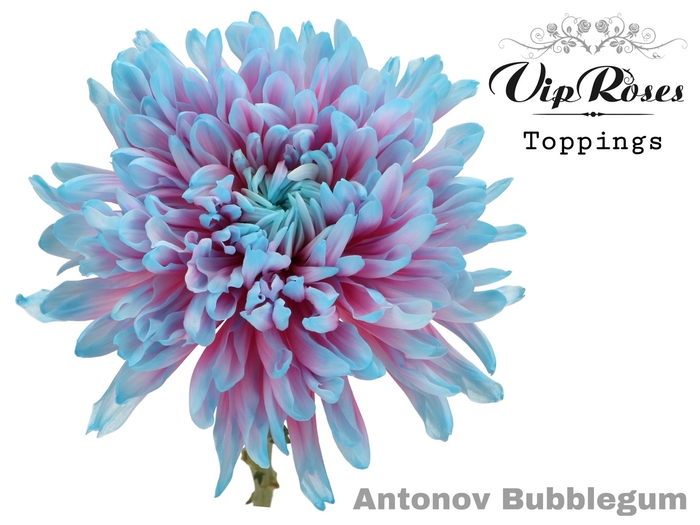 CHR G ANTONOV BUBBLEGUM