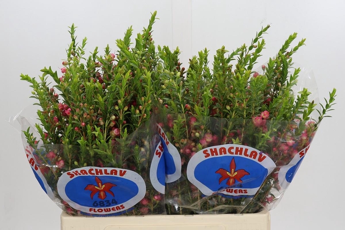 <h4>Chamecordia Rey</h4>