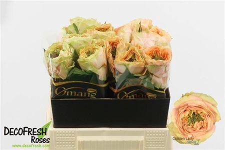 <h4>R Gr Golden Lady</h4>