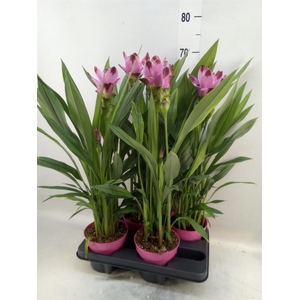 Curcuma alism. 'Siam Splash'