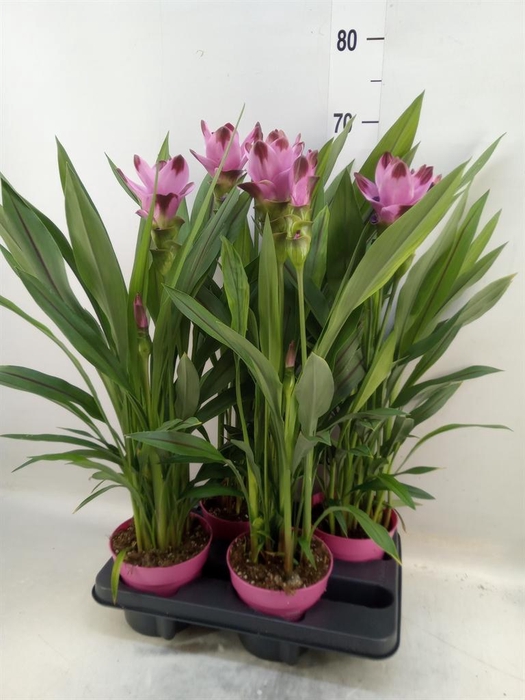 <h4>Curcuma alism. 'Siam Splash'</h4>