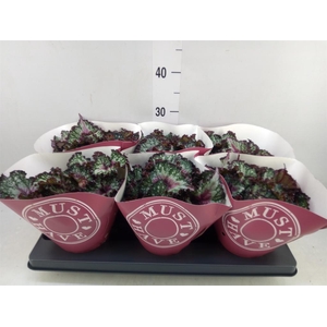 Begonia BD 'Purple Blush'