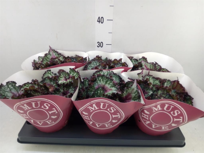 <h4>Begonia BD 'Purple Blush'</h4>