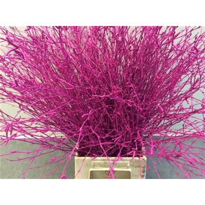BERK CERISE BUNCH