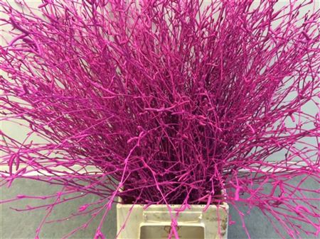 BERK CERISE BUNCH